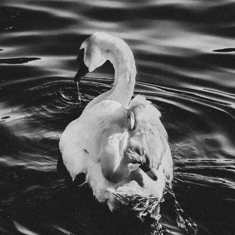 Swan album art
