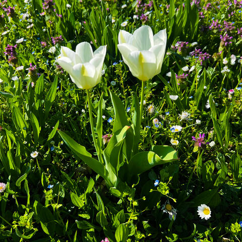 With a Smile and a Song album art