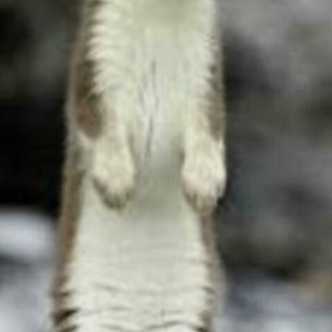 Pop goes the weasel album art