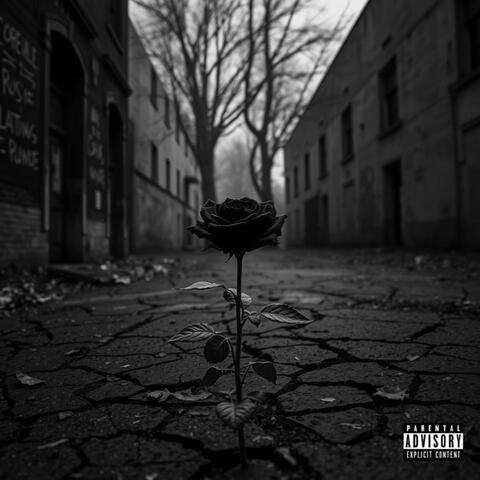 Rise Of A Rose album art