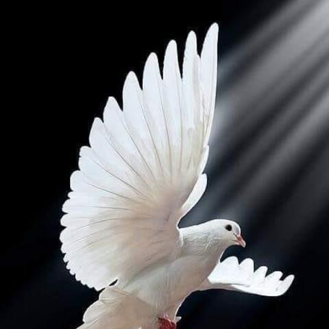 Regeneração album art