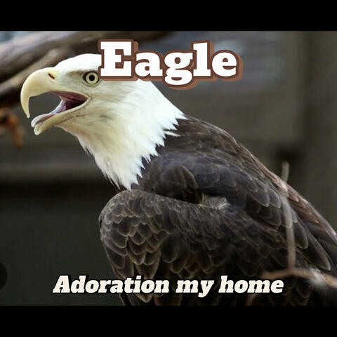 Adoration My Home album art