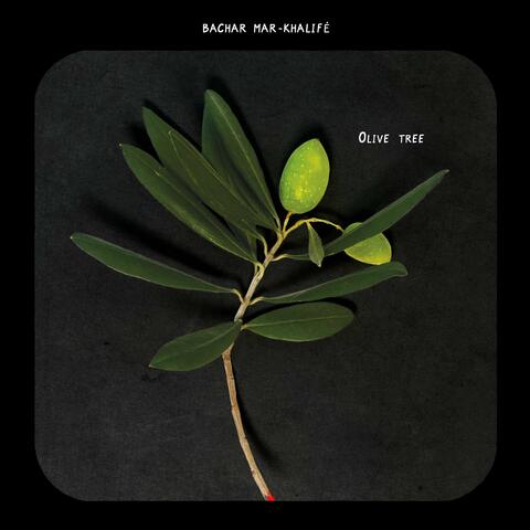 OLIVE TREE album art