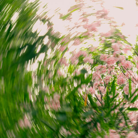 25, spring album art