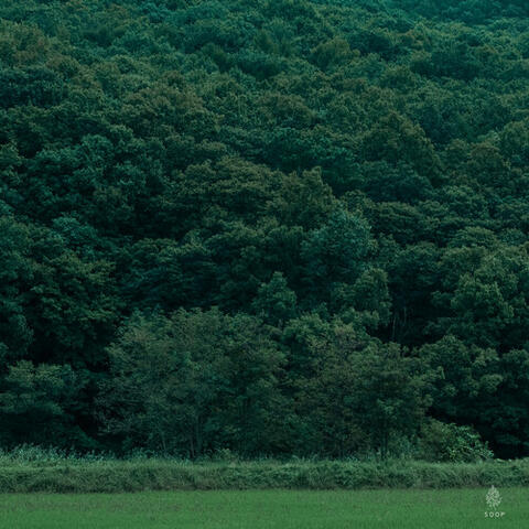 Forest album art