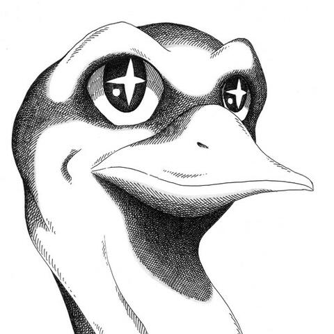 Coyote Lily album art