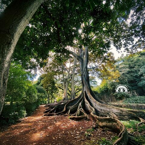 Path Under the Bodhi Tree album art