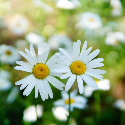 너는 나의 봄 album art