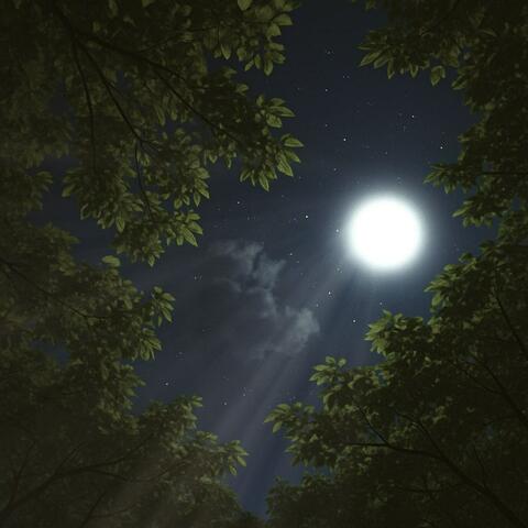 SUMMER NIGHT album art