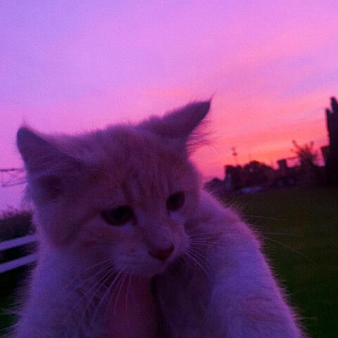 all kittens go to heaven album art