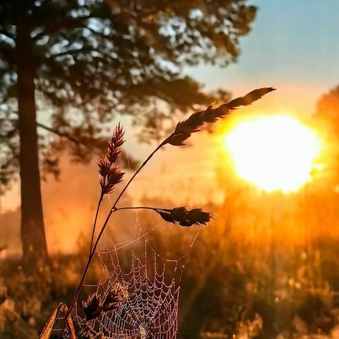 Колосок album art