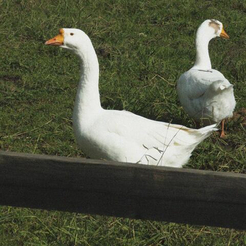 Дети хоронят коня album art