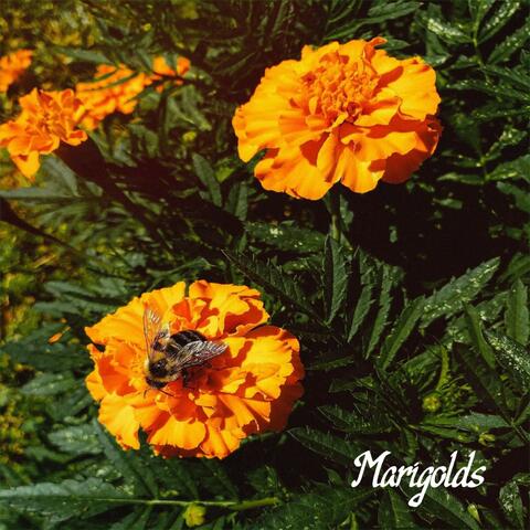 Marigolds album art