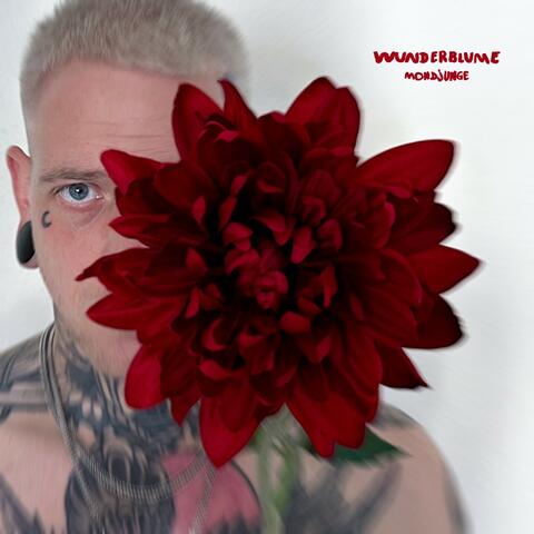 Wunderblume album art