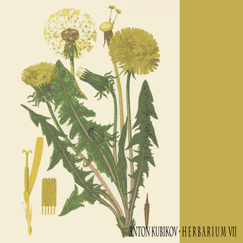 Herbarium VII album art