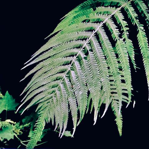 Wisps of Sound album art