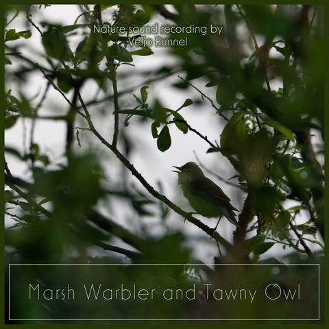 Tawny Owl and Marsh Warbler album art