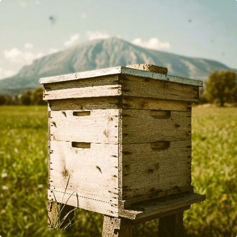 Hymettus honey album art