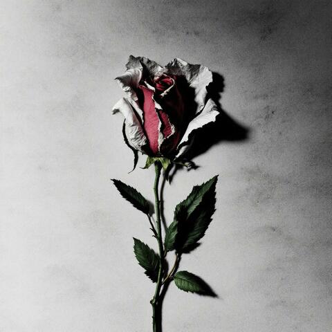 WILTED album art