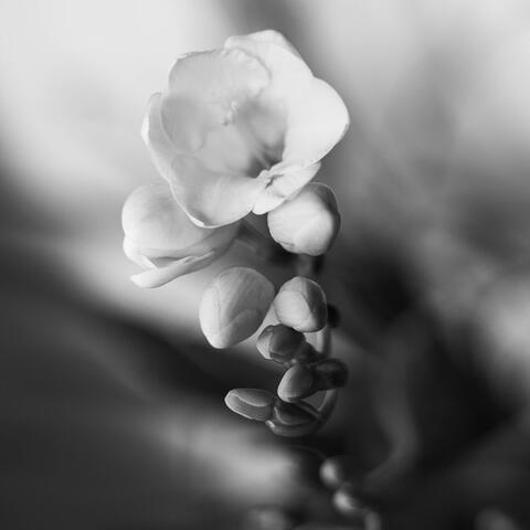 Art Pic album art