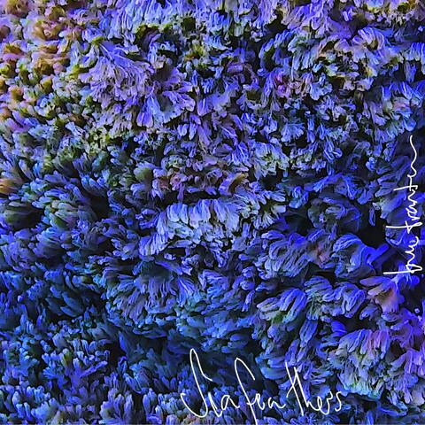 Sea Feathers album art