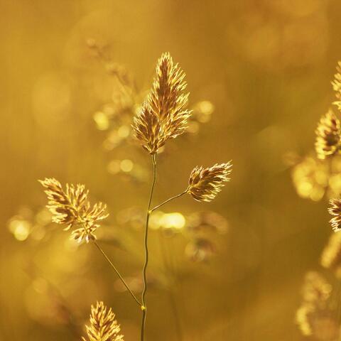 From Ashes to Gold album art