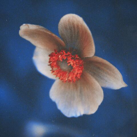 Anemone Symphony album art