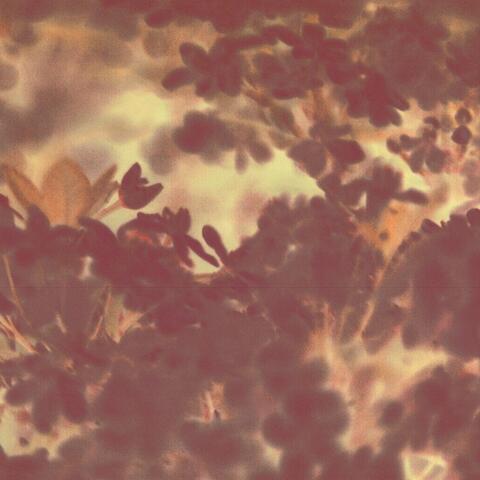 Base Qualia Check album art