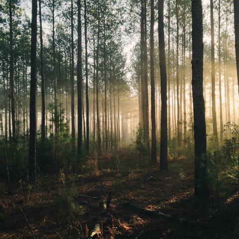 Heart of the Forest album art