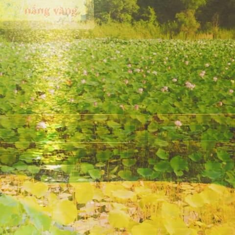 nắng vàng. album art