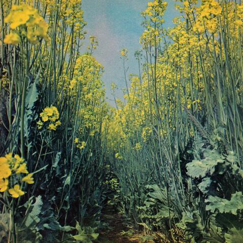 Woad album art