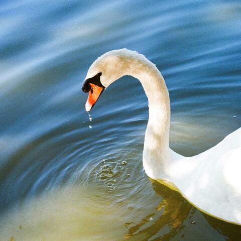 Oscillating album art