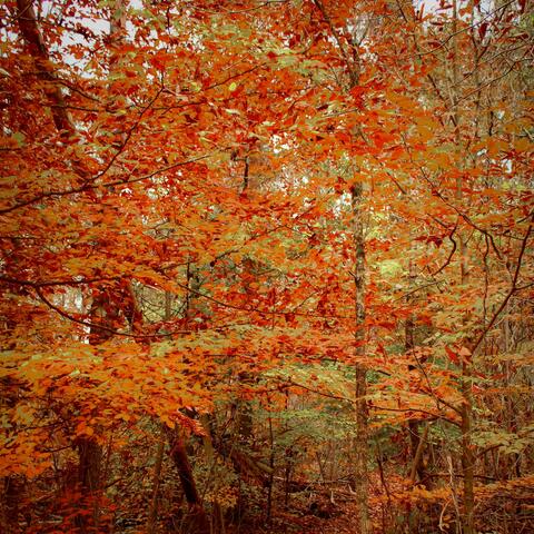 Fallen Leaves album art
