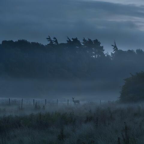 Where the Fence Ends album art