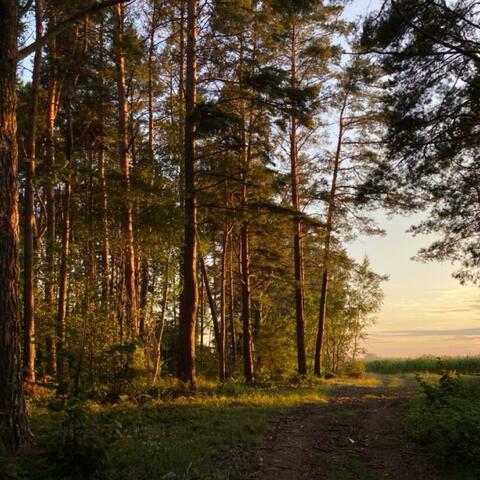i go with you in forest album art