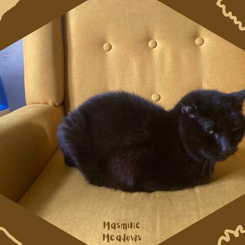 Jasmine, 6 album art