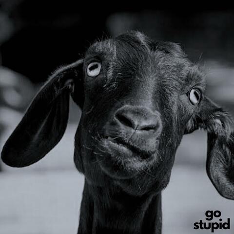 Go Stupid album art