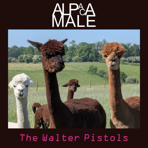 Alpaca Male album art