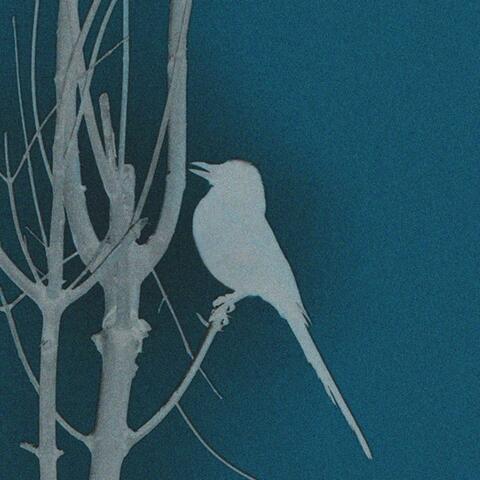 cry of birds album art