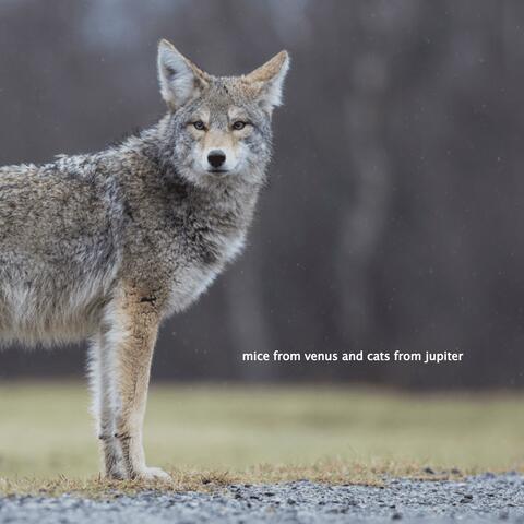Coyote and the Will of the Stars album art
