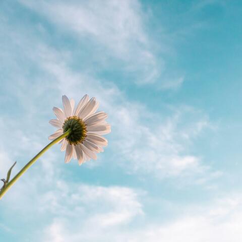 Daises album art