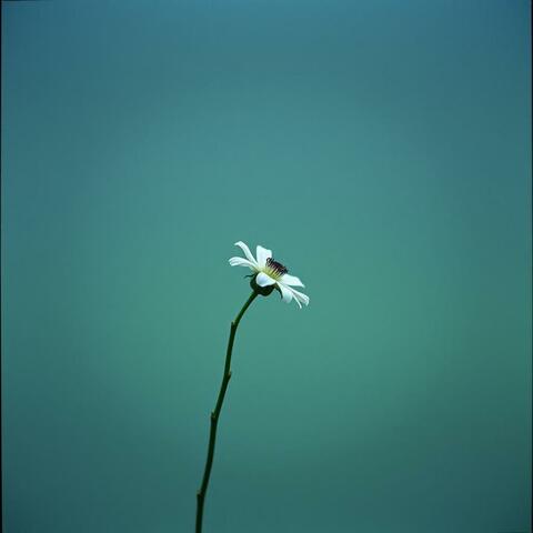 Como Todos album art