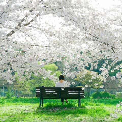 Five Centimeters Per Second album art