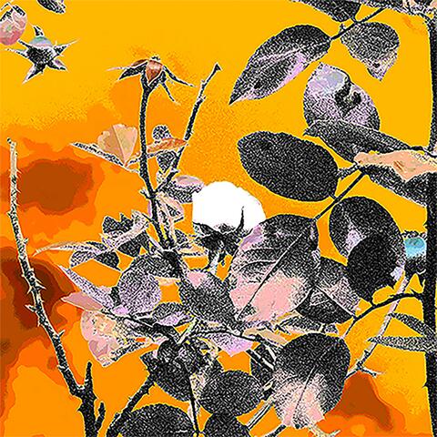 untold album art