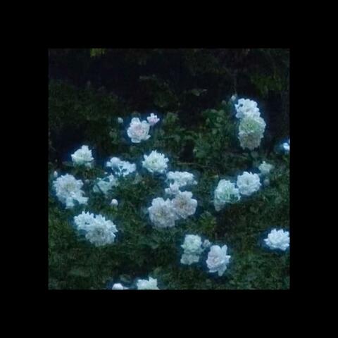 double peine album art