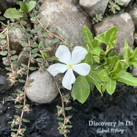 Discovery in D-Flat album art