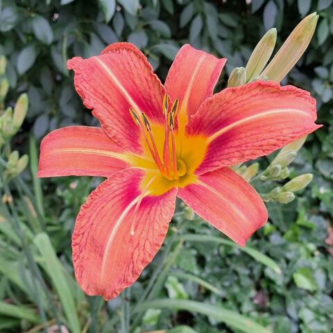 Backyard Bliss album art