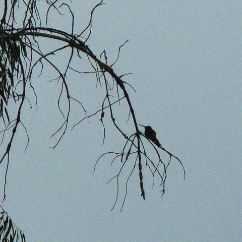 can’t find my way home album art