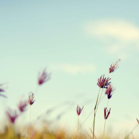 Soft Ambient Music With Floating Textures For Inner Calm And Restful Sleep album art