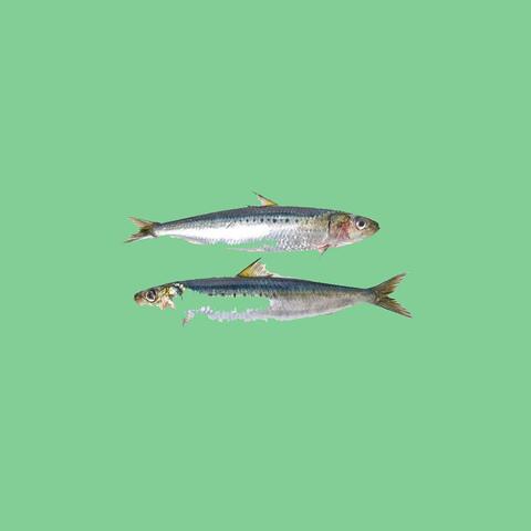 Long Sardine x Kids album art